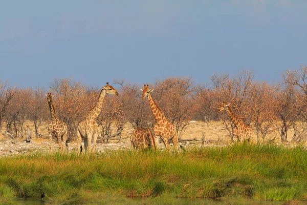 Giraffe Stands Bushes Etosha National Park Namibia — Stock Fotó