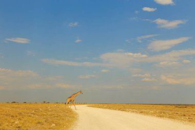 Giraffe on gravel road in Etosha National Park in Namibia.