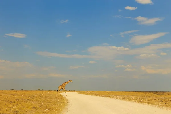 Giraffe Gravel Road Etosha National Park Namibia — Stock Fotó