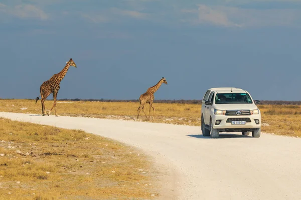 Etosha National Park Namimibia October 2018 Giraffe White Car Gravel — Stock Fotó