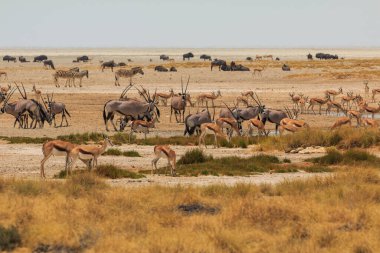 Giraffe, oryx, springbok and African buffalo by the pond. African wildlife in Etosha National Park in Namibia.