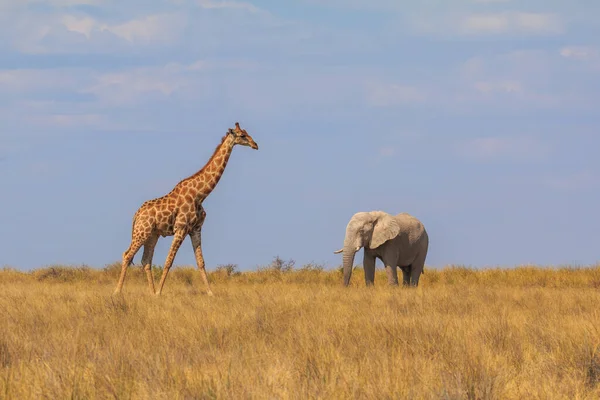 Giraffe Elephant Stands Bushes Etosha National Park Namibia — Stock Fotó