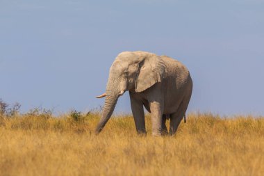 Elephants in natural habitat in Etosha National Park in Namibia. African wildlife. South Africa.