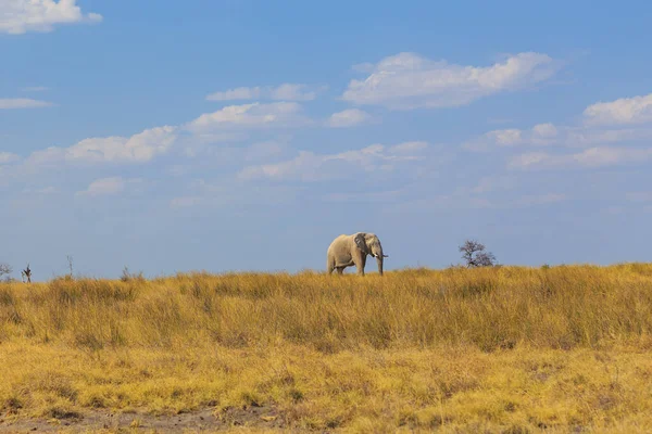 Elephants Natural Habitat Etosha National Park Namibia African Wildlife South — Stock Fotó