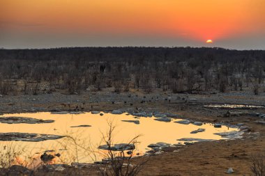 Elephant in natural habitat in Etosha National Park in Namibia. Beautiful sunset.African wildlife. South Africa.