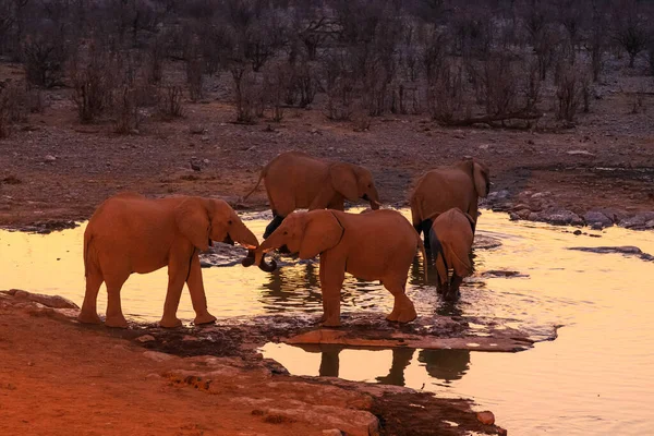 Elephant Natural Habitat Etosha National Park Namibia Beautiful Sunset African — Stock Fotó