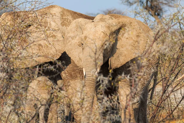 Elephant Natural Habitat Etosha National Park Namibia African Wildlife South — Stock Fotó