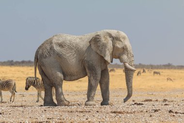 Elephant, zebras and antelopes in natural habitat in Etosha National Park in Namibia. African wildlife. South Africa.