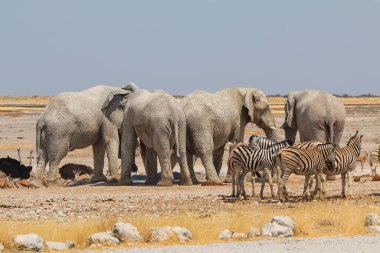 Elephant, zebras and antelopes in natural habitat in Etosha National Park in Namibia. African wildlife. South Africa.