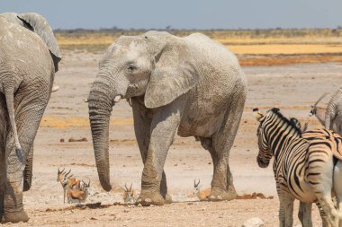 Elephant, zebras and antelopes in natural habitat in Etosha National Park in Namibia. African wildlife. South Africa.