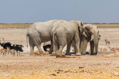 Elephant, zebras and antelopes in natural habitat in Etosha National Park in Namibia. African wildlife. South Africa.