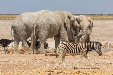 Elephant, zebras and antelopes in natural habitat in Etosha National Park in Namibia. African wildlife. South Africa.