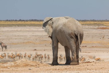 Elephant, zebras and antelopes in natural habitat in Etosha National Park in Namibia. African wildlife. South Africa.