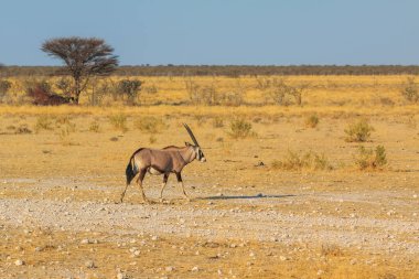 Oryx in natural habitat in Etosha National Park in Namibia. African wildlife. South Africa.