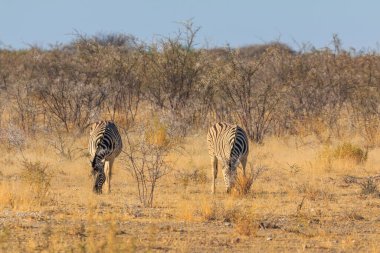Zebras in natural habitat in Etosha National Park in Namibia. African wildlife. South Africa.