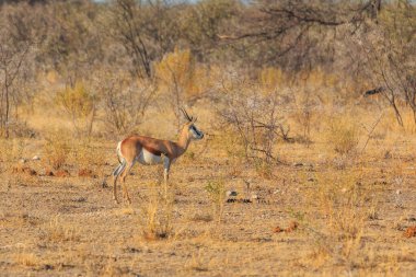 Springbok, medium-size antelope in natural habitat in Etosha National Park in Namibia. African wildlife. South Africa.