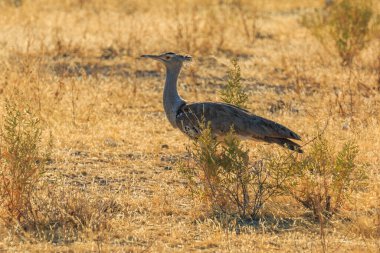 Kori bustard. largest flying bird native to Africa in natural habitat in Etosha National Park in Namibia. African wildlife. South Africa.