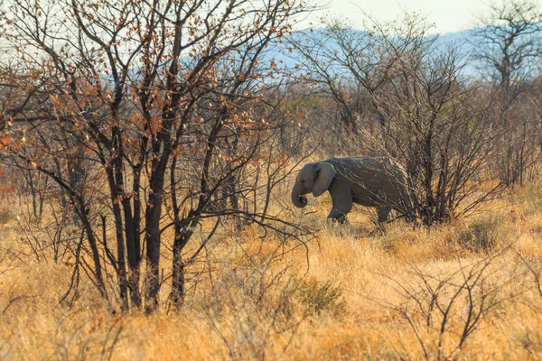 Elephant Natural Habitat Etosha National Park Namibia African Wildlife South — Stock Fotó