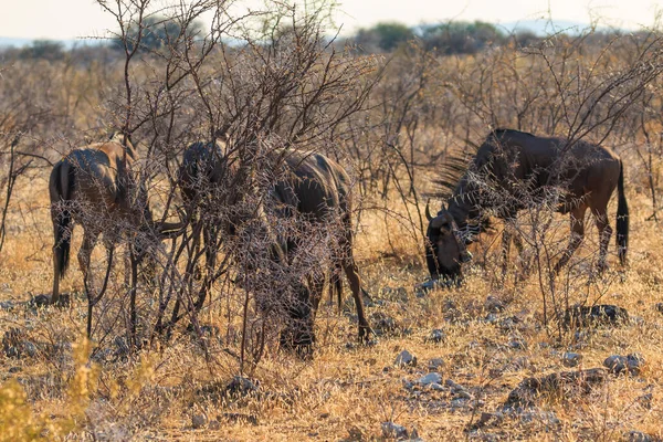 African Buffalo Natural Habitat Etosha National Park Namibia African Wildlife — Stock Fotó