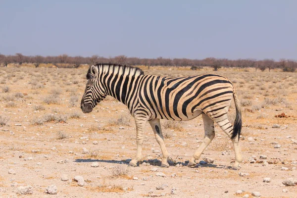 Zebras Natural Habitat Etosha National Park Namibia African Wildlife South — Stock Photo, Image
