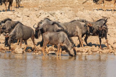 Blue wildebeest in natural habitat in Etosha National Park in Namibia. African wildlife. South Africa.