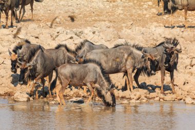 Blue wildebeest in natural habitat in Etosha National Park in Namibia. African wildlife. South Africa.