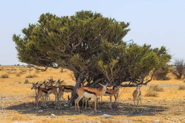 Springbok, medium-size antelope in natural habitat in Etosha National Park in Namibia. African wildlife. South Africa.