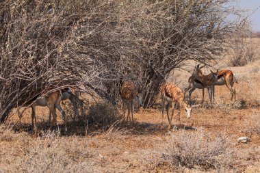 Springbok, medium-size antelope in natural habitat in Etosha National Park in Namibia. African wildlife. South Africa.