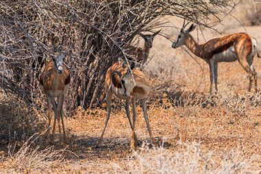 Springbok, medium-size antelope in natural habitat in Etosha National Park in Namibia. African wildlife. South Africa.