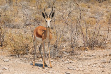 Springbok, medium-size antelope in natural habitat in Etosha National Park in Namibia. African wildlife. South Africa.