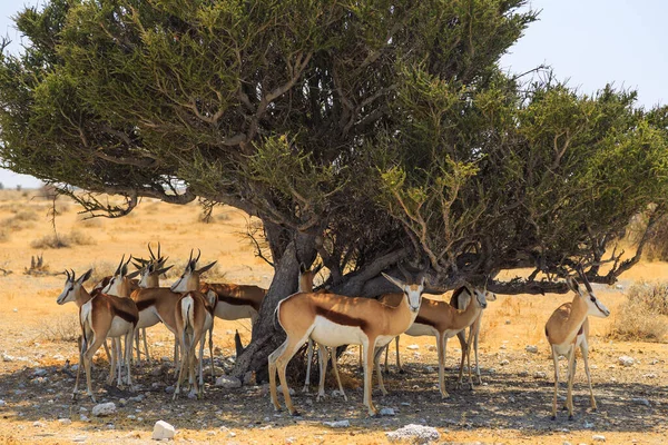 Springbok Medium Size Antelope Natural Habitat Etosha National Park Namibia — Stock Fotó