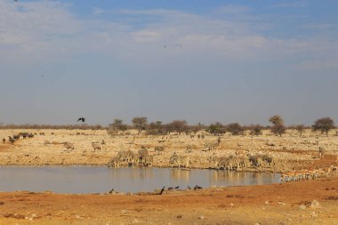 Animals at the waterhole in natural habitat in Etosha National Park in Namibia. African wildlife. South Africa.