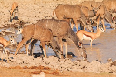 Kudu in natural habitat in Etosha National Park in Namibia. African wildlife. South Africa.