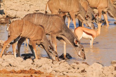 Kudu in natural habitat in Etosha National Park in Namibia. African wildlife. South Africa.