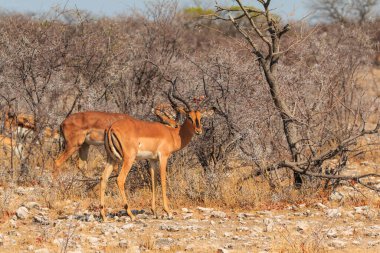 Springbok, medium-size antelope in natural habitat in Etosha National Park in Namibia. African wildlife. South Africa.