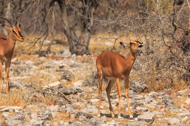Springbok, medium-size antelope in natural habitat in Etosha National Park in Namibia. African wildlife. South Africa.