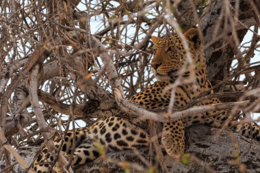 Leopard on a tree in natural habitat in Etosha National Park in Namibia. African wildlife. South Africa.