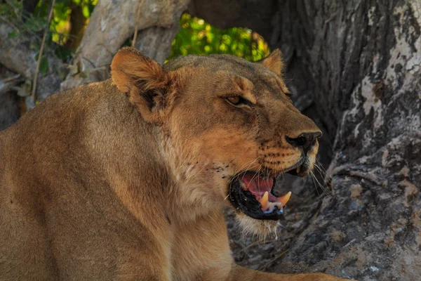 Lion Natural Habitat Etosha National Park Namibia African Wildlife South — Stock Fotó