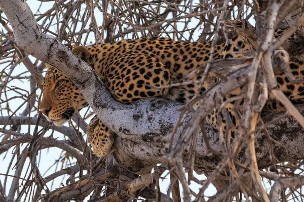 Leopard Tree Natural Habitat Etosha National Park Namibia African Wildlife — Stock Fotó