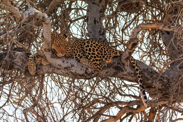 Leopard Tree Natural Habitat Etosha National Park Namibia African Wildlife — Stock Fotó