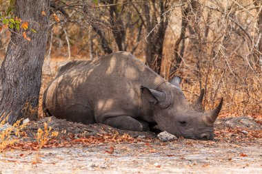 White rhino in natural habitat in Etosha National Park in Namibia. African wildlife. South Africa.