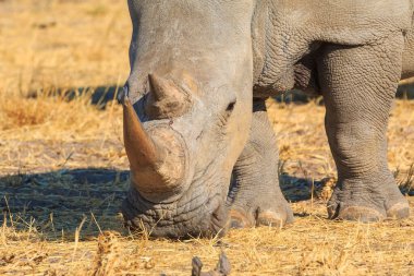 White rhino in natural habitat in Waterberg Plateau National Park in Namibia. African wildlife. South Africa.