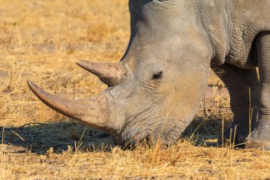 White rhino in natural habitat in Waterberg Plateau National Park in Namibia. African wildlife. South Africa.