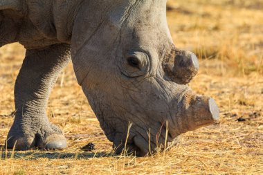 White rhino in natural habitat in Waterberg Plateau National Park in Namibia. African wildlife. South Africa.