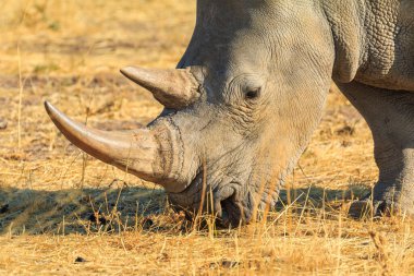 White rhino in natural habitat in Waterberg Plateau National Park in Namibia. African wildlife. South Africa.