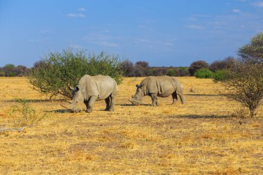 White rhino in natural habitat in Waterberg Plateau National Park in Namibia. African wildlife. South Africa.
