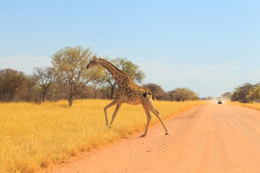 Giraffe in natural habitat in Waterbeg Plateau National Park. Namibia, South Africa.