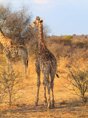 Giraffe in natural habitat in Waterberg Plateau National Park. Namibia, South Africa.