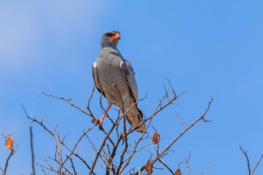 Pale chanting goshawk in natural habitat in Etosha National Park. African wildlife, Namibia.
