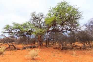 Güzel Afrika manzarası, yeşil akasya ve sarı otlar. Waterberg Platosu Ulusal Parkı, Namibya.
